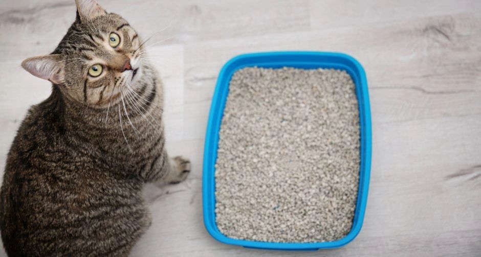 44 HQ Pictures Hypoallergenic Cat Litter Reddit There S No Such Thing